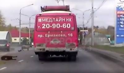 В Новокузнецке стадо животных бросилось под колёса машин