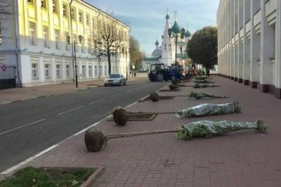 В Ярославле озеленяют центр города, но только под окнами губернатора