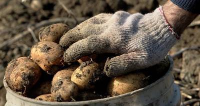 Из Турции в Грузию пытались ввезти 25 тонн опасного картофеля