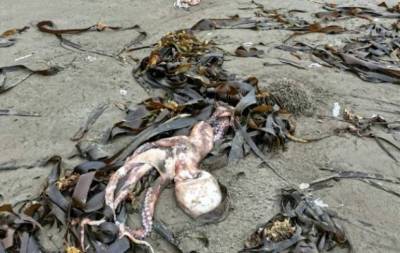 На побережье Камчатки и Курильских островов нашли сотни погибших морских животных (ФОТО+ВИДЕО)