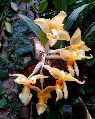 В ботаническом саду ТГУ впервые зацвела душистая орхидея-бык