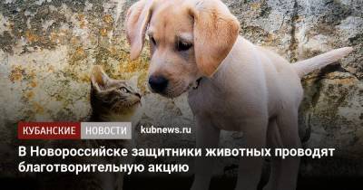 В Новороссийске защитники животных проводят благотворительную акцию