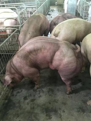 Камбоджийские мускулистые свиньи