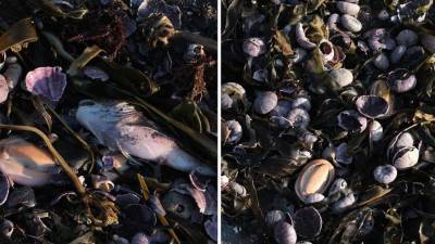 Снимки из космоса используют для прояснения причин загрязнения океана на Камчатке