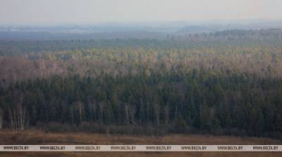 За прошедшие сутки в лесах Витебской и Минской областей пропали три человека