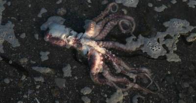 Возбуждено дело по факту загрязнения воды на Халактырском пляже Камчатки