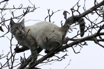 В Кировоградской области спасатели сняли с дерева парня, который пытался спасти кота и застрял