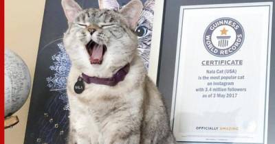 Владелица самой популярной кошки в сети раскрыла секрет ее успеха