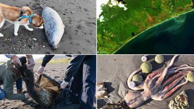 В Камчатгидромете определили причину выброса морских животных на берег
