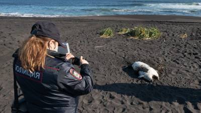 В Камчатгидромете назвали причину выброса морских животных на берег