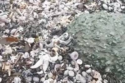 Гидромет Камчатки объяснил появление мертвых моллюсков на пляжах