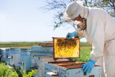 Пчёлы напрокат: немцы предлагают необычную услугу для фермеров