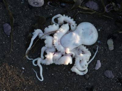 Погибли осьминоги, морские ежи, крабы: В России на пляж выбросило тысячи морских животных