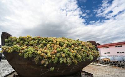 Ртвели-2020: В Кахетии переработали более 238 тысячи тонн винограда
