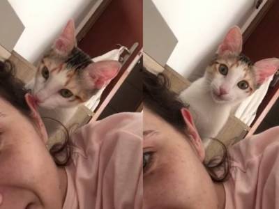 «Она мило застеснялась»: Кошке не понравилось, что хозяйка ее тайно снимает на видео