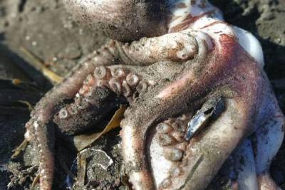 Камчатские власти назвали предполагаемую причину гибели морских животных