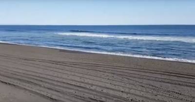 Как выглядит пляж на Камчатке, где на берег выбросило тысячи мёртвых животных (фото, видео)