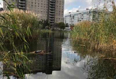 Петербуржцы заметили одинокую черепаху в Мартыновском пруду