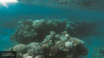 Камчатгидромет: морских животных выбросило на берег из-за шторма