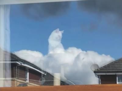 Сидела на облачках: девушка с помощью оптической иллюзии превратила домашнюю кошку в божество