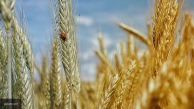 Украина стала главным потребителем сельскохозяйственной продукции Крыма