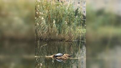 Петербуржцы заметили в Мартыновском пруду одинокую черепаху