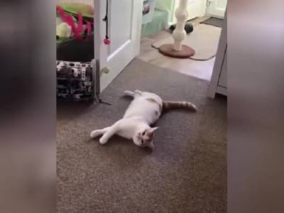 «Батарейки сели»: кот трагично упал на пол на глазах хозяйки и рассмешил Сеть