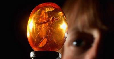 Исследователи впервые извлекли ДНК насекомых, пойманных в смолу