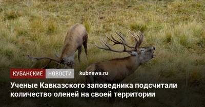 Ученые Кавказского заповедника подсчитали количество оленей на своей территории