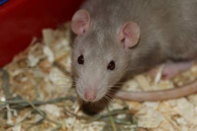 Лабораторный крысы погибли от снюсов, изъятых из магазинов Ижевска