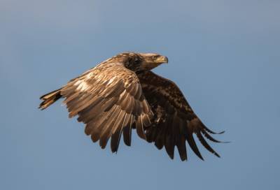 Спасённый орлан-белохвост вылетел на волю в Петербурге