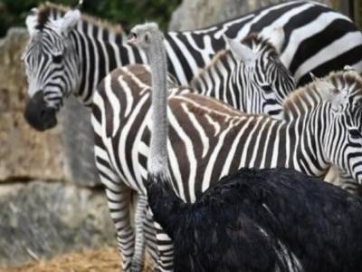 Гуляет с зебрами, ест траву: В Великобритании страус начал считать себя зеброй