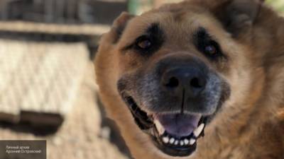 Собак научат находить людей с коронавирусом в аэропортах России