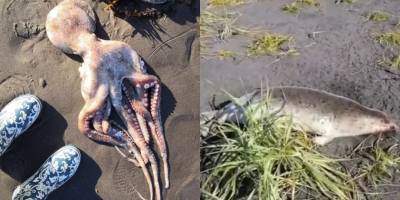 Мертвые животные, отравленные серферы: что случилось на Камчатке