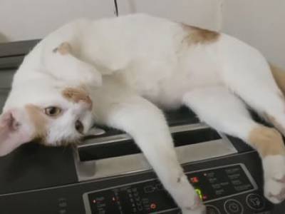 Качественный массаж: кошка устроила себе релакс на стиральной машине