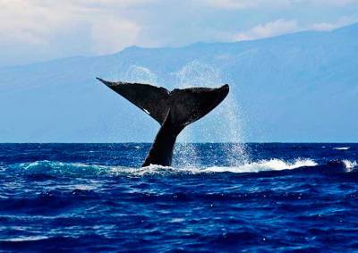 Освобожденный из сети кит убил своего спасителя