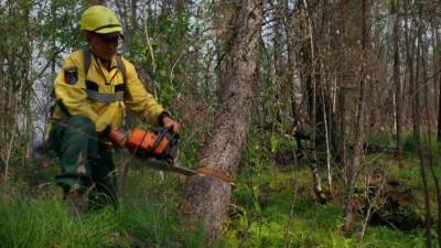 Президент предложил решение проблемы уничтожения лесов в России черными лесорубами