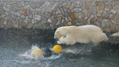 Ленинградский зоопарк поздравил с Днем защиты животных и показал своих обитателей