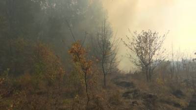 Лес в одном из районов Воронежской области горит трое суток
