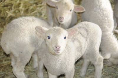Программу развития овцеводства до 2030 года в Забайкалье включили в программу развития ДВ