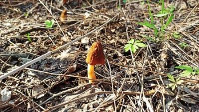 В Башкирии нашли очередного грибника, заблудившегося в лесу