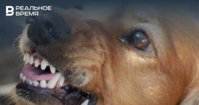 Владельцев собак крупных пород предложили обязать проходить кинологические курсы