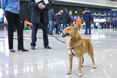 Губернатор Югры предложила дрессировать бездомных собак для выявления коронавируса у людей