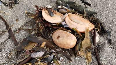 Власти Камчатки рассматривают причины загрязнения у берегов полуострова