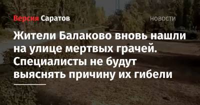 Жители Балаково вновь нашли на улице мертвых грачей. Специалисты не будут выяснять причину их гибели