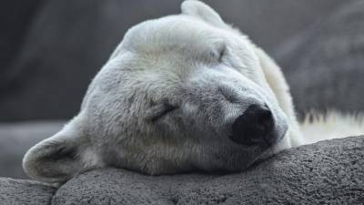 В Якутии браконьеры застрелили белого медведя