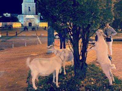 В центре Киева были замечены козы