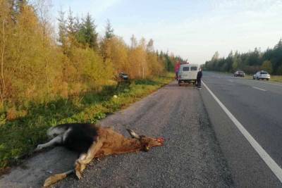 Опубликовано фото с места смертельного ДТП с лосем в Тверской области