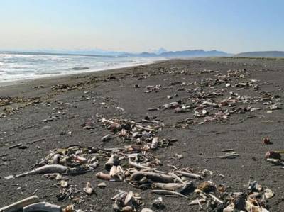 Власти Камчатки: в загрязнении побережья океана виноваты люди или природа