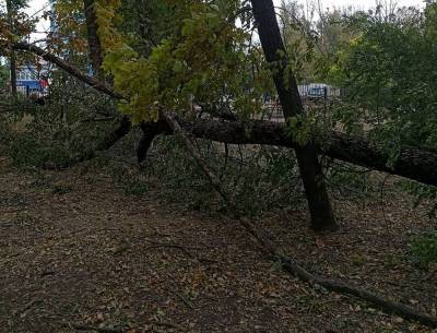 «Натворил делов»: в Зернограде ураган массово повалил деревья - privet-rostov.ru - Зерноград